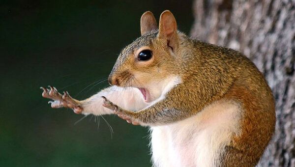 《現場捕捉》 《現場捕捉》 - 俄羅斯衛星通訊社