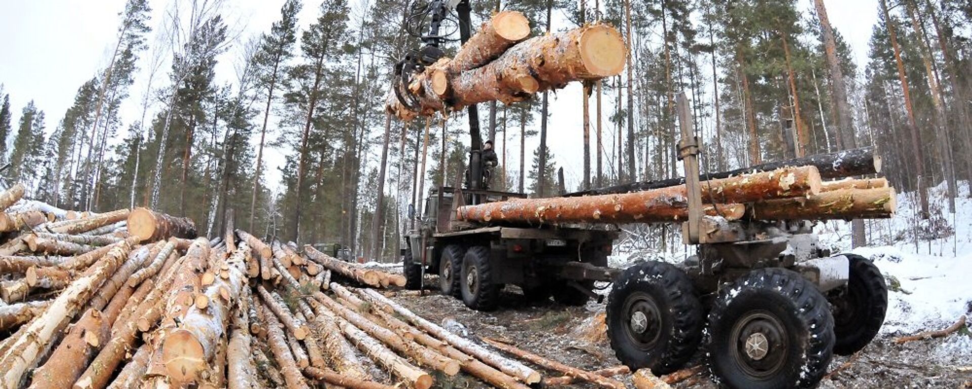 俄副总理：俄非法采伐量自改革两年以来下降37.5% - 俄罗斯卫星通讯社, 1920, 11.02.2023