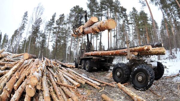 俄副总理：俄非法采伐量自改革两年以来下降37.5% - 俄罗斯卫星通讯社