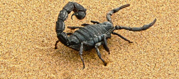 俄科学家利用蝎毒研发治疗癌症和自身免疫病的药物 俄科学家利用蝎毒研发治疗癌症和自身免疫病的药物 - 俄罗斯卫星通讯社