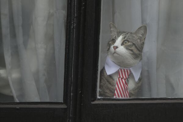 蹿红网上的猫咪 蹿红网上的猫咪 - 俄罗斯卫星通讯社