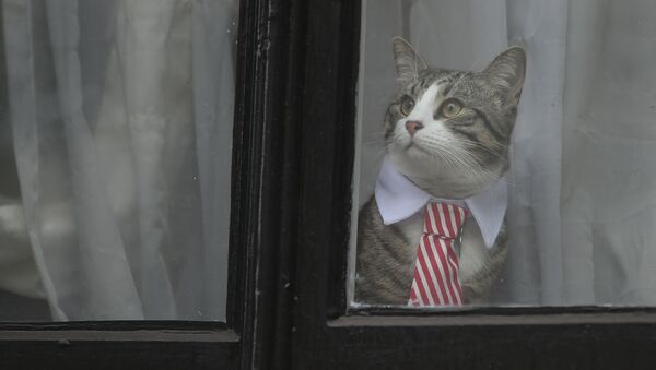 阿桑奇不满厄瓜多尔使馆威胁把爱猫交给家人抚养 - 俄罗斯卫星通讯社