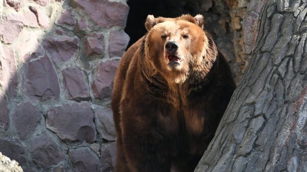 莫斯科動物園的棕熊 - 俄羅斯衛星通訊社