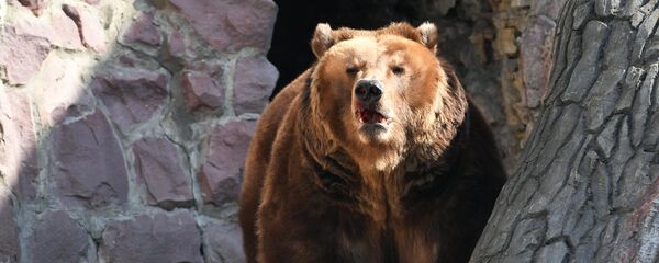 莫斯科动物园的棕熊 - 俄罗斯卫星通讯社