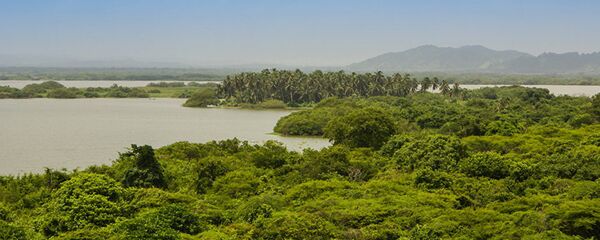 Тропический лес. Архивное фото. - 俄罗斯卫星通讯社