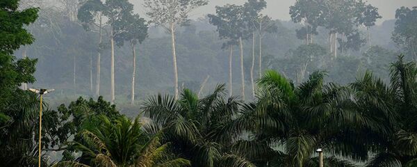 Тропический лес. Архивное фото. - 俄羅斯衛星通訊社