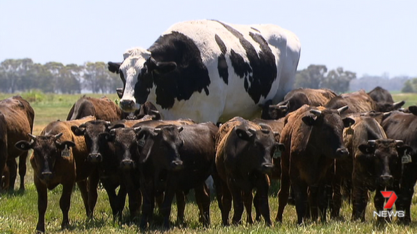 近一吨半重的巨型牛免于被宰杀还出名 - 俄罗斯卫星通讯社
