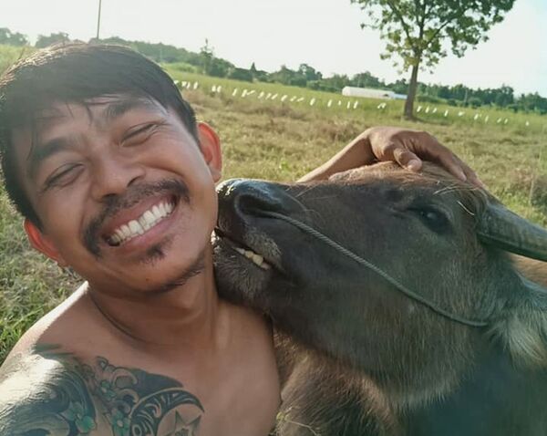 一头公牛作为物证被运到泰国某警察分局 - 俄罗斯卫星通讯社