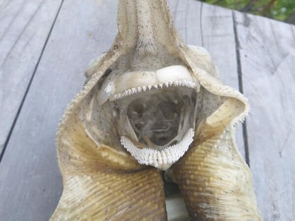 新西兰海滩发现一个诡异的生物遗骸 - 俄罗斯卫星通讯社