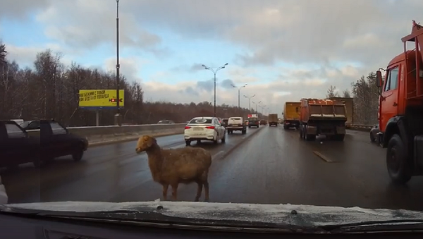 小羊车流中穿行 致交通拥堵 - 俄罗斯卫星通讯社