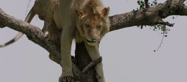 森林霸主被困樹上 畫面有點搞笑 - 俄羅斯衛星通訊社