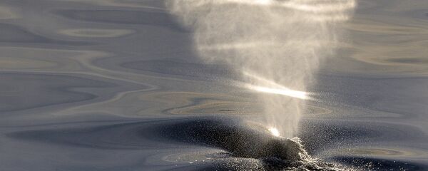 鯨魚 - 俄羅斯衛星通訊社