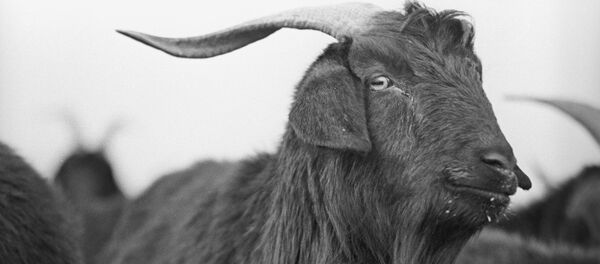 山羊 - 俄罗斯卫星通讯社