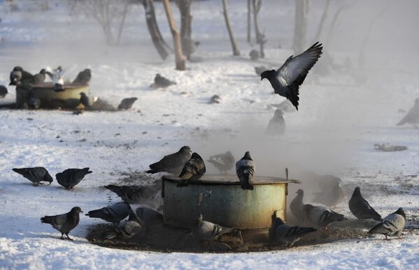 鴿子在新西伯利亞市供熱網的井蓋上取暖 - 俄羅斯衛星通訊社