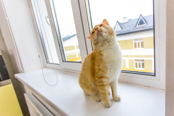 波罗申科首次在社交网上发布了一张小猫图片 - 俄罗斯卫星通讯社