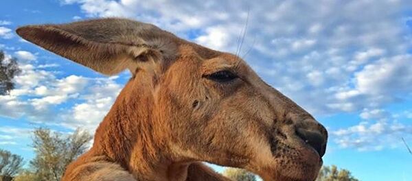 世上最“硬汉”的袋鼠在澳大利亚离世 - 俄罗斯卫星通讯社