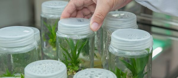 特立尼达和多巴哥政府拟将大麻使用合法化 - 俄罗斯卫星通讯社