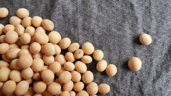 中國商務部：大豆一直是中國進口美國農產品的重要品種 - 俄羅斯衛星通訊社