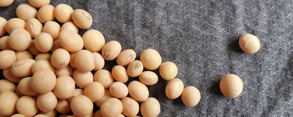 Соевые бобы Соевые бобы - 俄罗斯卫星通讯社