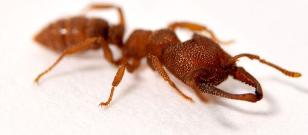 科学家发现地球上咬合速度最快的生物 - 俄罗斯卫星通讯社