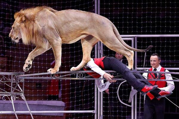 世界上最年轻的训狮人之一铁木儿·冈察洛夫 - 俄罗斯卫星通讯社