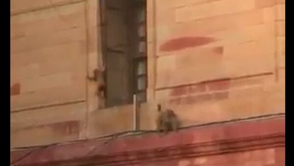 幾千猴子佔領了印度政府大樓 - 俄羅斯衛星通訊社