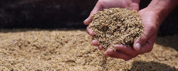 Ячмень, собранный в селе Шафранное Симферопольского района в Крыму - 俄罗斯卫星通讯社