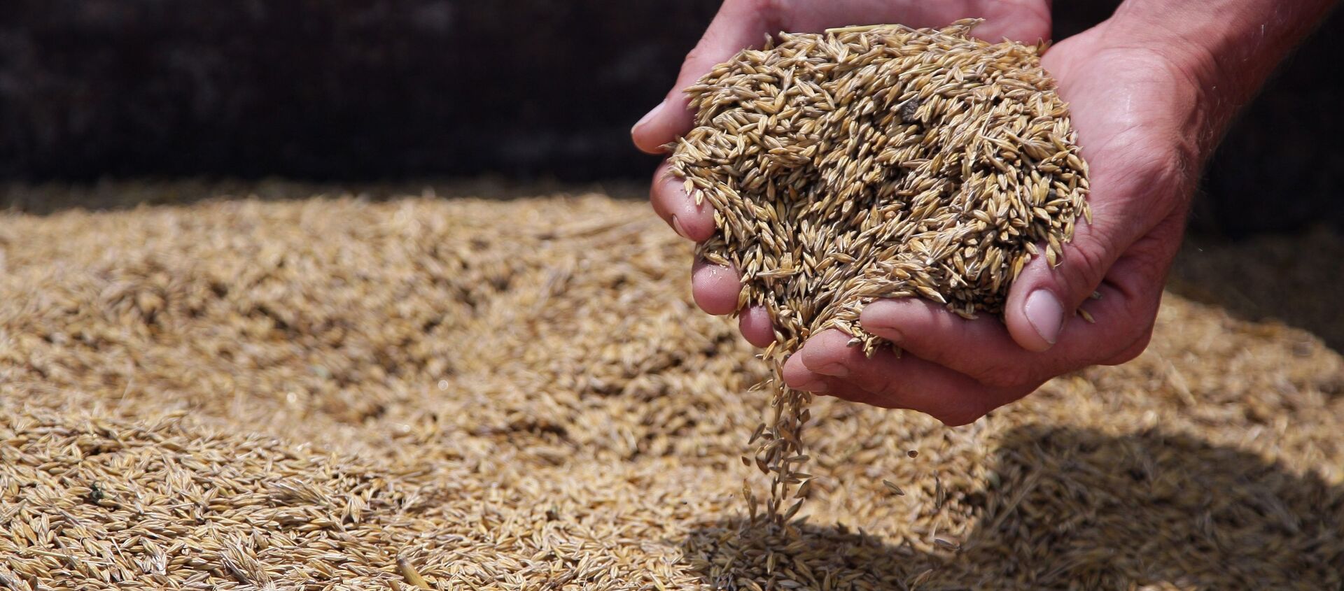 瑞典芬兰和俄罗斯西北部大麦的耐锰性最强