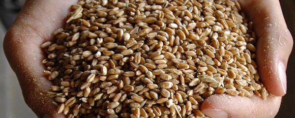 中国大型企业对从俄滨海边疆区进口粮食展现兴趣 - 俄罗斯卫星通讯社