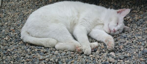 貓主：要價8千美元的俄濱海邊疆區泰國御貓或能在中國安家 - 俄羅斯衛星通訊社