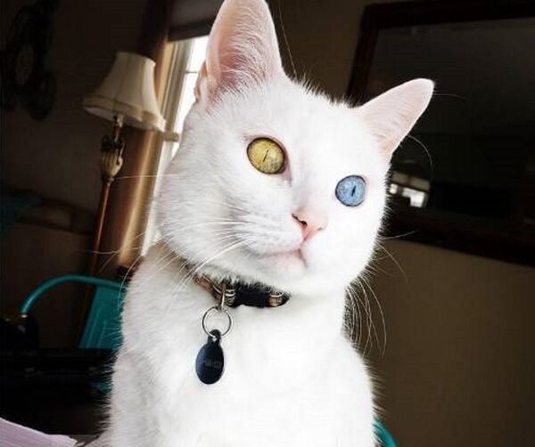 貓主：要價8千美元的俄濱海邊疆區泰國御貓或能在中國安家 - 俄羅斯衛星通訊社