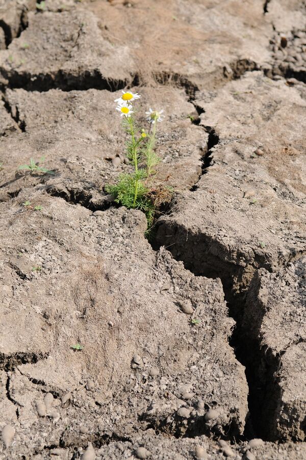 火星土壤的矿物质化学成分与地球上的区别不大，只是其中没有有机物质--这也正是中国人打算借助微藻生成的物质。 - 俄罗斯卫星通讯社