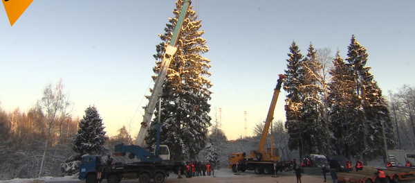 俄罗斯主新年枞树从莫斯科郊外砍回来啦！ - 俄罗斯卫星通讯社