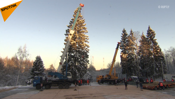 俄罗斯主新年枞树从莫斯科郊外砍回来啦！ - 俄罗斯卫星通讯社