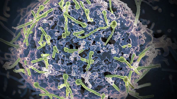 埃博拉病毒 - 俄罗斯卫星通讯社