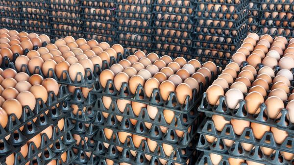 土耳其雞蛋生產商聯盟：土耳其願意半年向俄羅斯供應俄所需的雞蛋量 - 俄羅斯衛星通訊社