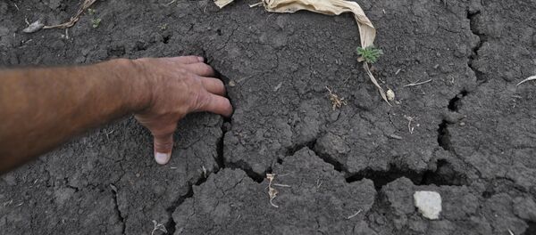 Засыхающие посевы кукурузы.  - 俄羅斯衛星通訊社