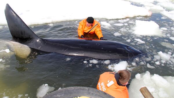 Операция по спасению косаток, зажатых во льдах в Охотском море - 俄罗斯卫星通讯社