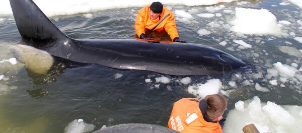 Операция по спасению косаток, зажатых во льдах в Охотском море Операция по спасению косаток, зажатых во льдах в Охотском море - 俄罗斯卫星通讯社