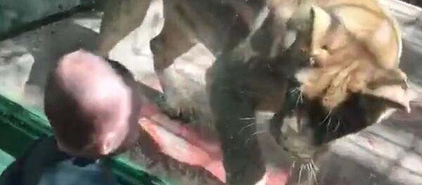 母狮的现场表演翻筋斗 - 俄罗斯卫星通讯社