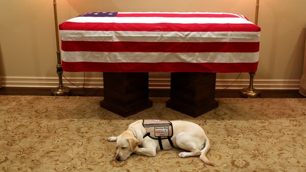 老布什的服务犬重新回到纽约培训中心 - 俄罗斯卫星通讯社