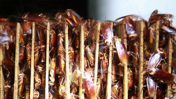 联合国专家介绍吃昆虫有什么好处 - 俄罗斯卫星通讯社