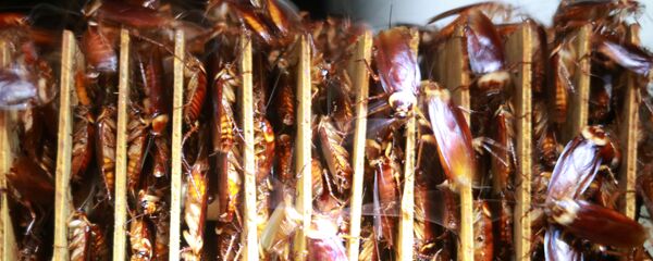 聯合國專家介紹吃昆蟲有甚麼好處 - 俄羅斯衛星通訊社