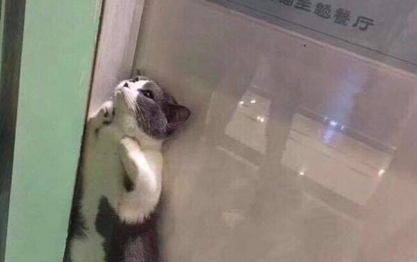 被卡在窗户上的猫咪成了中国网红猫咪 - 俄罗斯卫星通讯社