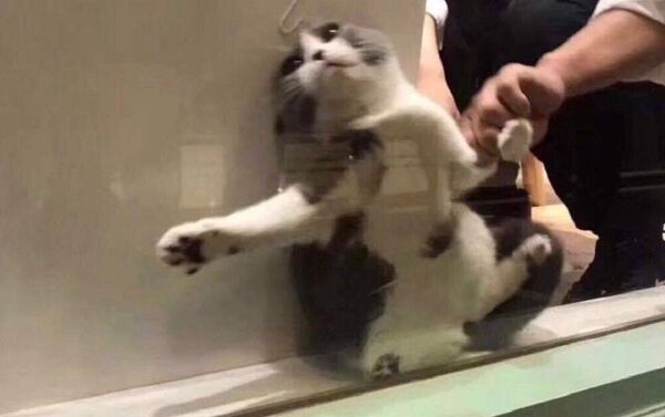 被卡在窗户上的猫咪成了中国网红猫咪 - 俄罗斯卫星通讯社