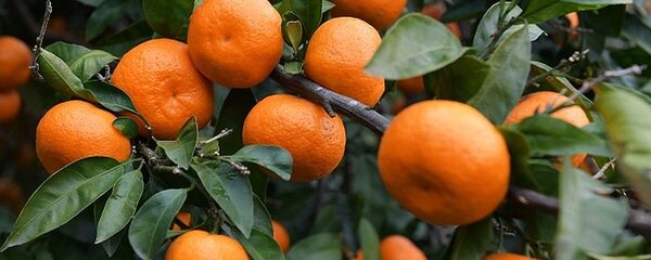 桔子樹 - 俄羅斯衛星通訊社
