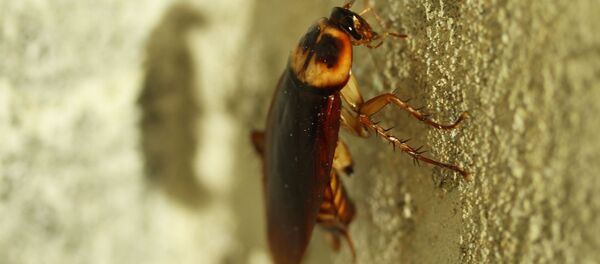 昆虫来帮忙：蟑螂如何成为绝佳的垃圾回收小助手 - 俄罗斯卫星通讯社