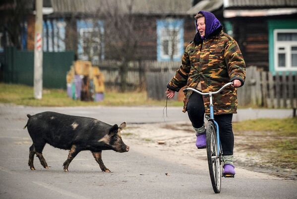 2019猪年 - 俄罗斯卫星通讯社