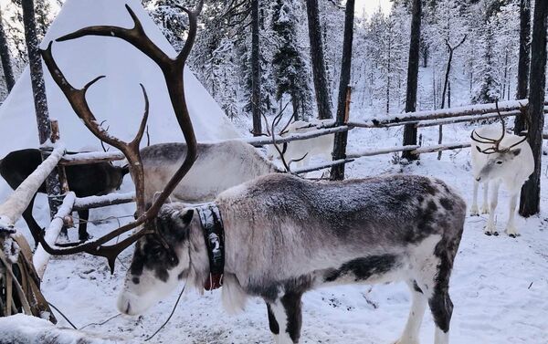 摩尔曼斯克的驯鹿 - 俄罗斯卫星通讯社