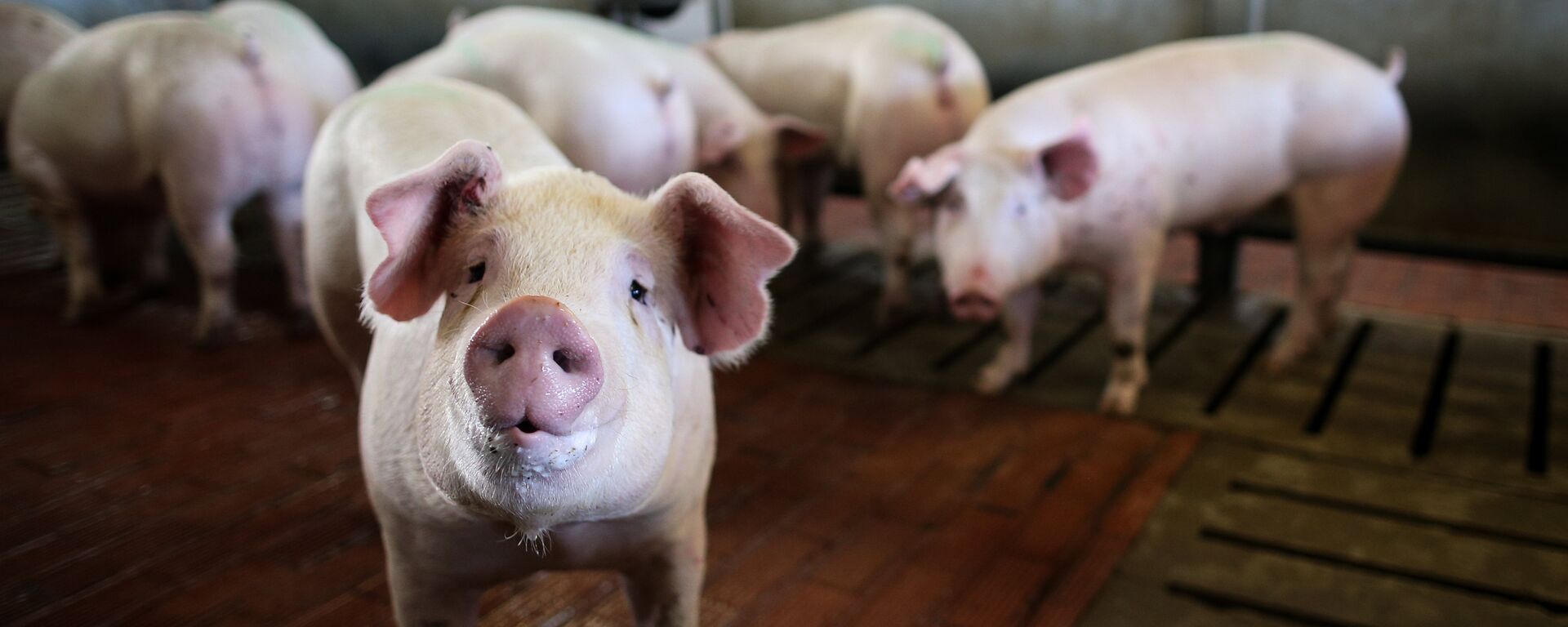 中國終裁下調對歐盟豬肉反傾銷稅稅率既保護產業又留出餘地 - 俄羅斯衛星通訊社, 1920, 17.12.2025